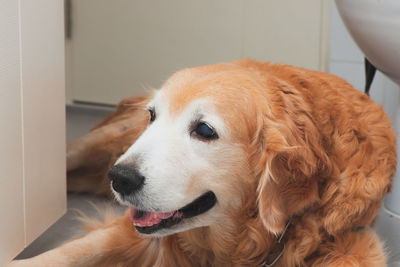 Close-up of a dog looking away at home