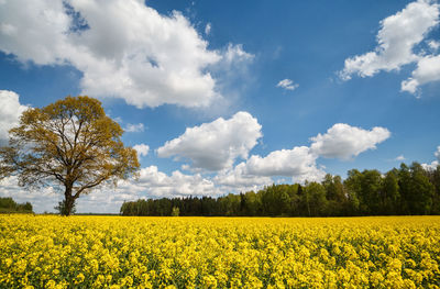 Scenic view of oilseed rape field against sky