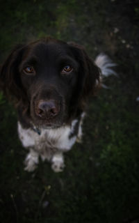 Close-up portrait of dog on field