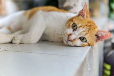 Close-up of a cat resting