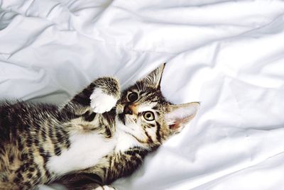 High angle view of cat lying down on bed