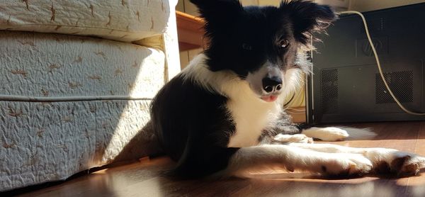 Portrait of dog resting on floor at home