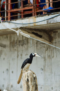 Bird perching on wooden post