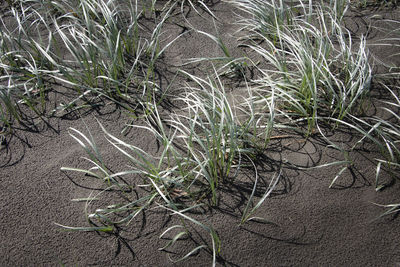 High angle view of grass growing on field