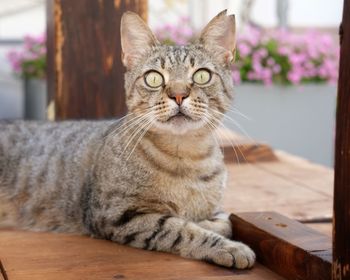 Close-up portrait of a cat