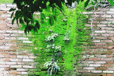 Ivy growing on wall