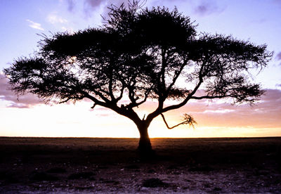 Silhouette of trees at sunset