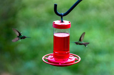 Hummingbirds flying by red bird feeder