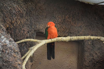 Bird perching on rock