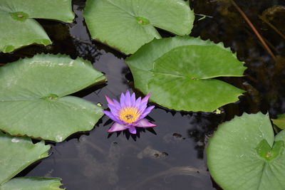 High angle view of lotus water lily in pond