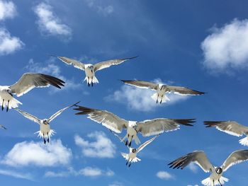 Low angle view of seagulls flying against sky