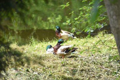 Ducks on a field