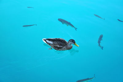 Swimming duck in beautiful turquoise lake water