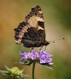 Close-up of butterfly pollinating on purple flower