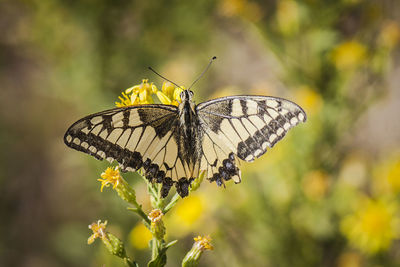 Close-up of butterfly pollinating on flower