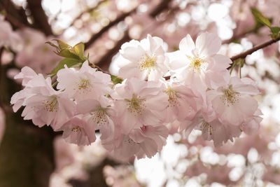 Close-up of apple blossoms in spring