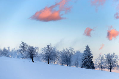 Trees on snow covered field against sky
