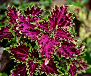 Close-up of purple flowers