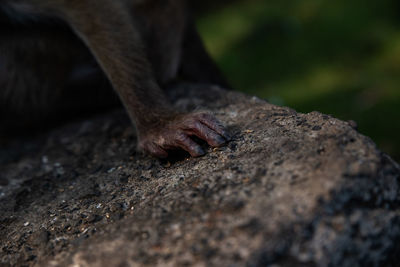 Close-up of monkey hand on rock