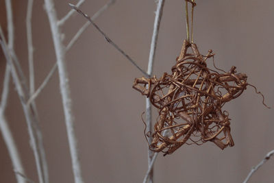 Close-up of dry plant against wall