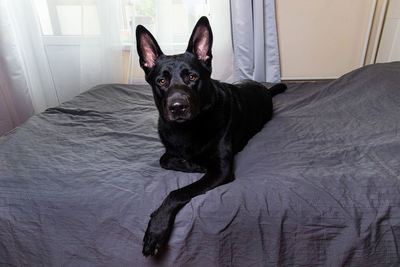 Portrait of dog relaxing on bed at home