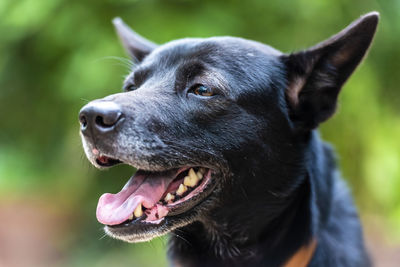 Close-up of dog