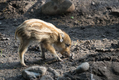 Close-up of  baby boars on rock