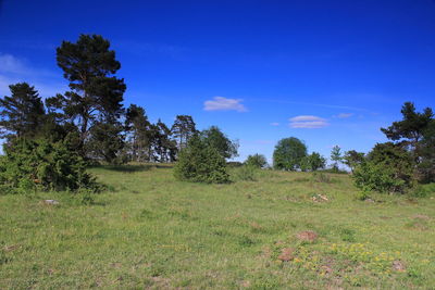 Trees on field against blue sky