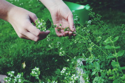 Cropped hand of woman harvesting herbs at farm