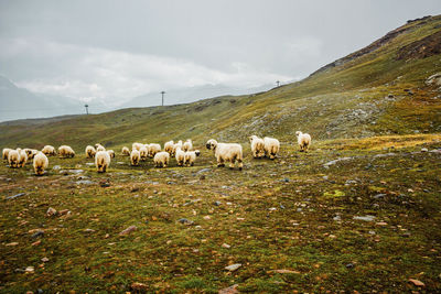 Herd of white sheep. cattle on meadow in swiss mountains, zermatt. farming landscape with muttons.