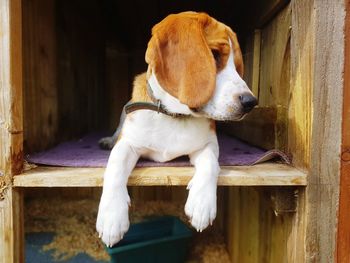 Close-up of a dog resting