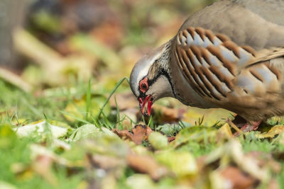 Close-up of bird feeding on a field