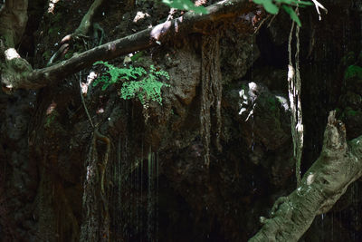 Close-up of tree trunk