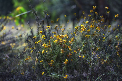 Close-up of flowering plants on field