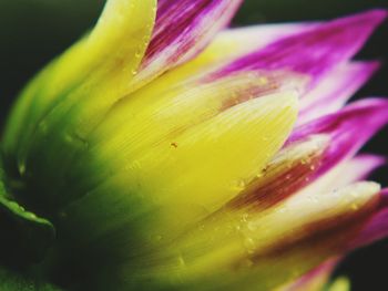 Macro shot of purple flower