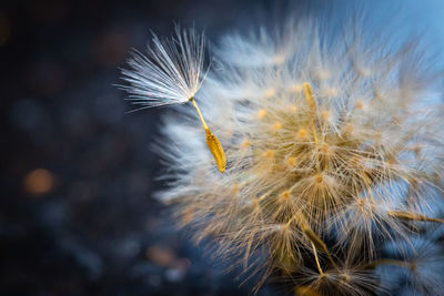 Close-up of dandelion