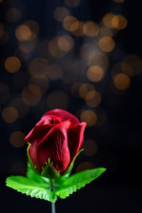 Close-up of rose against blurred background