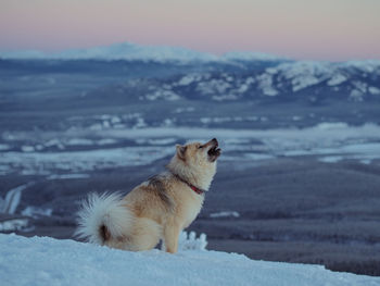 Dog running on snow