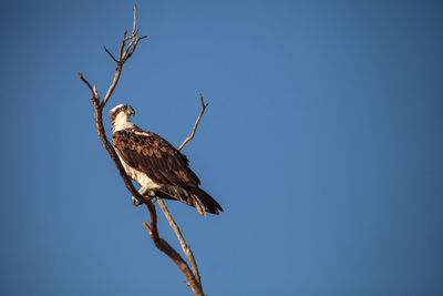 Osprey bird of prey pandion haliaetus sits in a dead tree over clam pass in naples, florida 