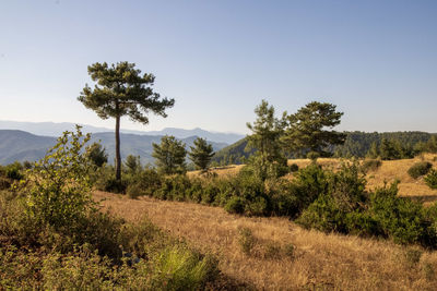 Trees on field against clear sky