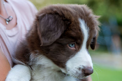 Close-up of puppy