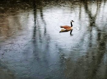 Duck swimming in lake