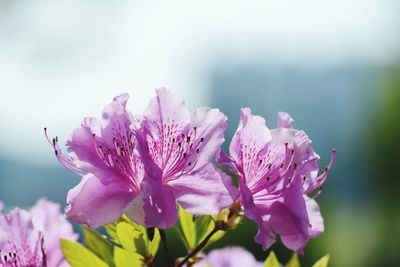 Close-up of pink flowering plant