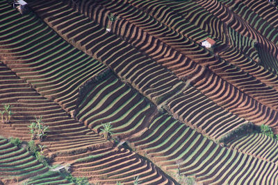 Full frame shot of agricultural field