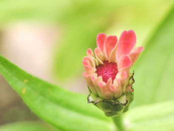 Close-up of flower against blurred background