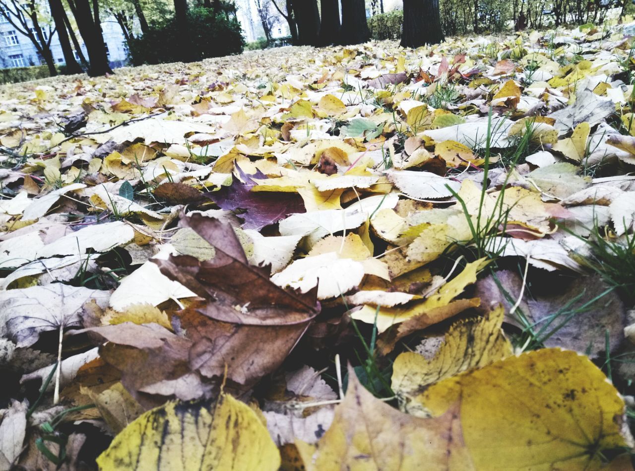 CLOSE-UP OF DRY LEAVES