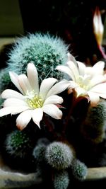 Close-up of white flowers