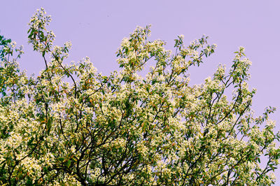 Low angle view of flowering plant against clear sky