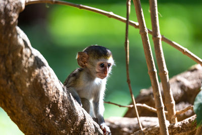 Close-up of monkey sitting on tree