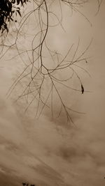 Low angle view of silhouette birds flying against sky